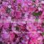 Sai Export India sell/Pure Rose oil/Rose concrete/Rose scent /top quality Rose Oils