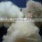 China Sharrefun White/Ivory/Brown Carded and Dehaired Cashmere Fiber 15.5-16.5mic/26-38mm