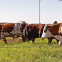 low cost and high quality fixed knot cattle mesh fencing