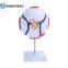 Biology 6 Times Human Eye Model Giant Eye Model Human Eye Anatomy for Science Teaching Medical Model