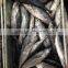 Small size sea frozen bonito fishing products