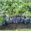 Plastic Planting bags for Plants Nursering- Growing Bags