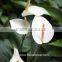 Wholesale Fresh Cut Flower Without Middleman White Anthurium Varieties