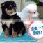 pets cool mats