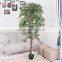 2016 Artificial Green ficus tree plant /beautiful green ficus/factory Artificial ficus wholesale