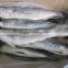 Frozen Grey Mullet Without Roe