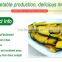 VF Pumpkin Chips Healthy Sweet Chips Low price High Quality