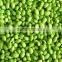 DPL-300 CE Qualified Bean Sheller Peeler Peeling Machine