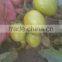 HERO 110 Hybrid Tomato Seeds