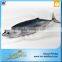 2015 Newly Fresh Seafood Lower Price Frozen Sarda Sea Fish