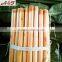Varnished wooden stick for broom and brush