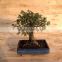 Ulmus ( Chinese Elm) bonsai tree ball shape