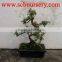 Sageretia Art 20cm Bonsai supplier