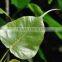 FICUS BENGALENSIS