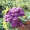 Wholesale high quality hybrid seeds for Purple cauliflower