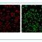 Live cell imaging system MCS11/MCS21/MCS22