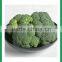 bulk packing fresh broccoli