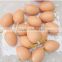 MTB13 Christmas egg pendant Cheap plastic eggshells toys simulated eggs