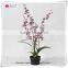 Orchid Flower Plants Wholesale Phalaenopsis Orchid Plant