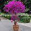 Bougainvillea glabra Choisy