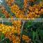 Factory Price High Quality Seabuckthorn Fruit Oil Berry Oil Vegetable Oil Extraction Plant Chinese Herbal