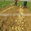 potato in 2.8/3kg cartons