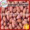 Wholesale peeled peanuts kernel