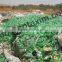 PET Bottle Flakes White & Green