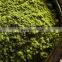 Rich Flavor Premium Matcha Green Tea Powder