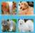 New Design Custom Logo Plastic Lice Cat Stainless Steel Hair Dog Pet Grooming Comb