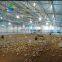 Low Cost Chicken Sheep Pig Cow Farm Shed Customized Steel Structure Poultry Shed