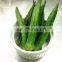 100% NATUARL VACCUUM FRIED OKRA CHIP ORGANIC FROM VIET NAM