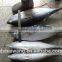 .Frozen bonito Auxis tapeionsoma wholesale 20 kg / bag