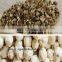 Moringa seed shelling machine/moringa seed sheller/moringa seed dehulling machine