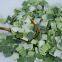 Pure nature new crop hot selling freeze dried leek