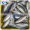 frozen fish skipjack tuna price