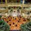 luxury 5 Star Hotel Carpet, Lobby Carpet H-13