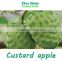 Taiwan Fresh Pineapple Custard apple