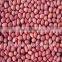 2014 new crop Cheap small peanuts round type