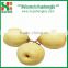 Top Quality Sweet and Juicy Grade A China Wholesale Ya Pear