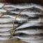 Whole Round Frozen Pacific Mackerel Prices / Frozen Mackerel