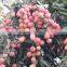2015 Fresh The King of Litchi(LanZhu)