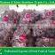 Import China Products of Fresh Red Globe Grape