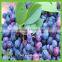 frozen iqf wild blueberry