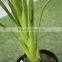 brand name artificial bonsai plants artificial wild taro bonsai decor