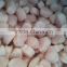Frozen seafood bay scallop in high quality for Japan market