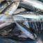 China cheap china frozen fish pacific mackerel on with good quality