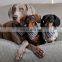 Dog Collars Adjustable Dog Buckle Collar Leather Cute Pet Bandana & Dog Collar Pet Supplies and Pet Products