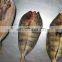 Hot sale one night dried fish frozen ataka mackerel head on
