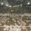 Poultry shed equipment for broiler